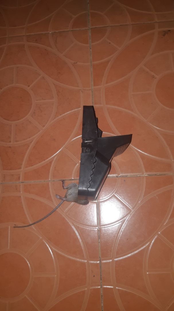 Hình ảnh thay lời muốn nói. Kinh nghiệm để tránh tình trạng mồi mất tiu mà bẫy còn nguyên thì nhét mồi (thịt hay kẹo gì đó,...) thật chặt và sâu dưới khe để mồi (khiến chuột phải gắng sức tựa vào cái bàn lẩy để lấy ra) thì 100% dính.