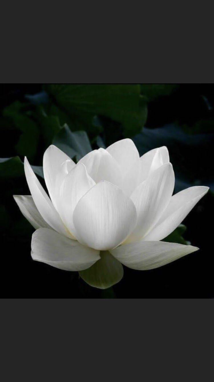 Giao hàng đúng mẫu.
- Tốt, tặng bạn 5 sao. Thích không?