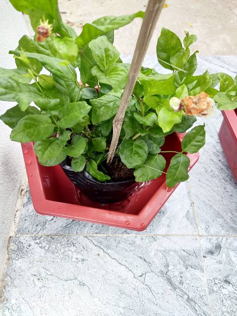 Hàng oke la ship nhanh hết.