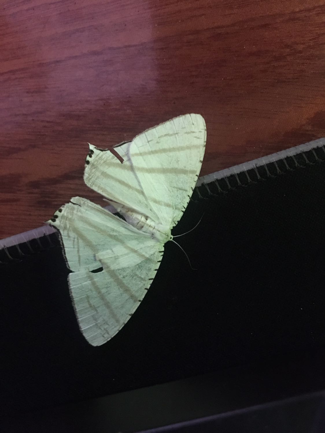 Chất lượng, rẻ