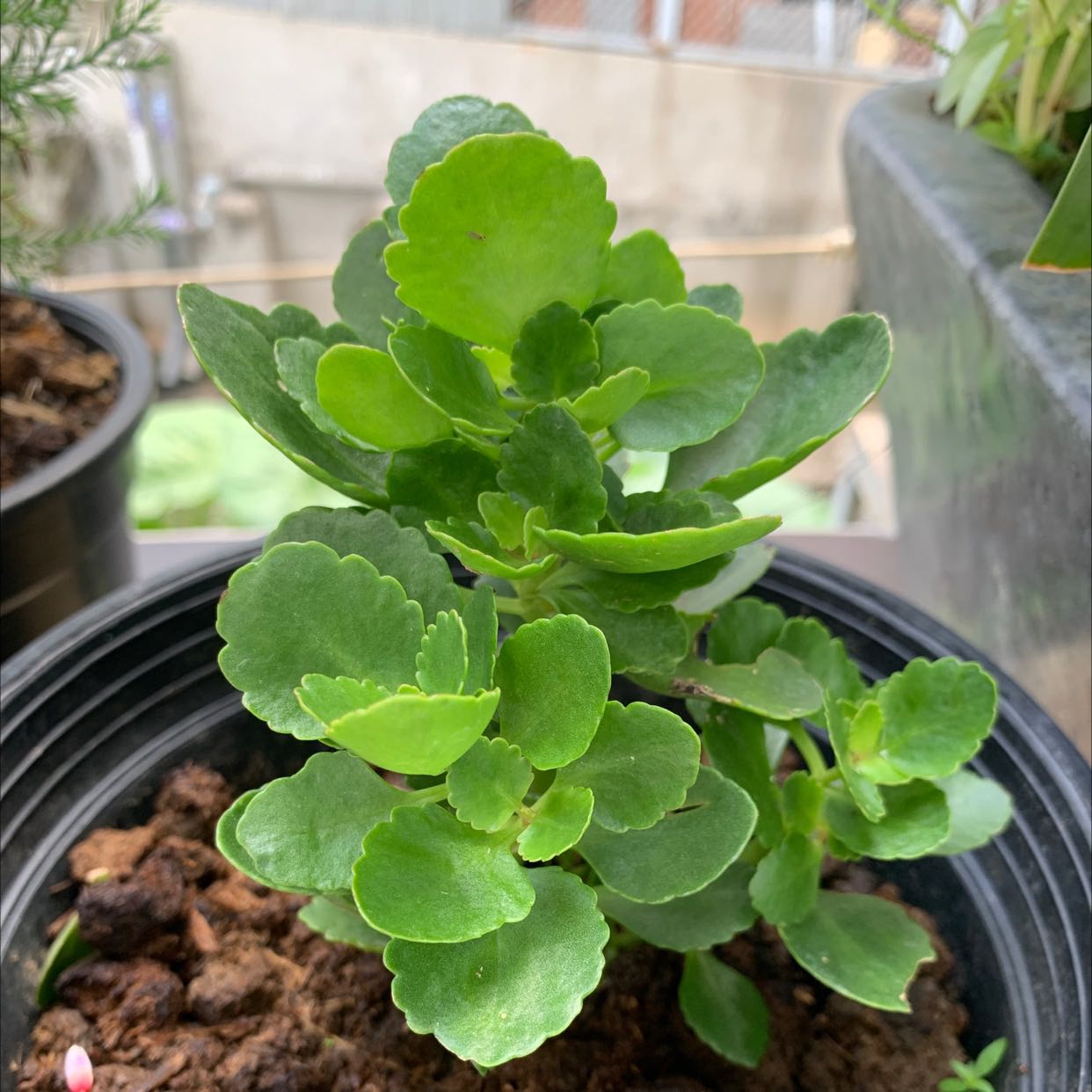 Cây nhỏ quá không có nụ gì cả như hình quảng cáo, đóng gói vận chuyển tốt