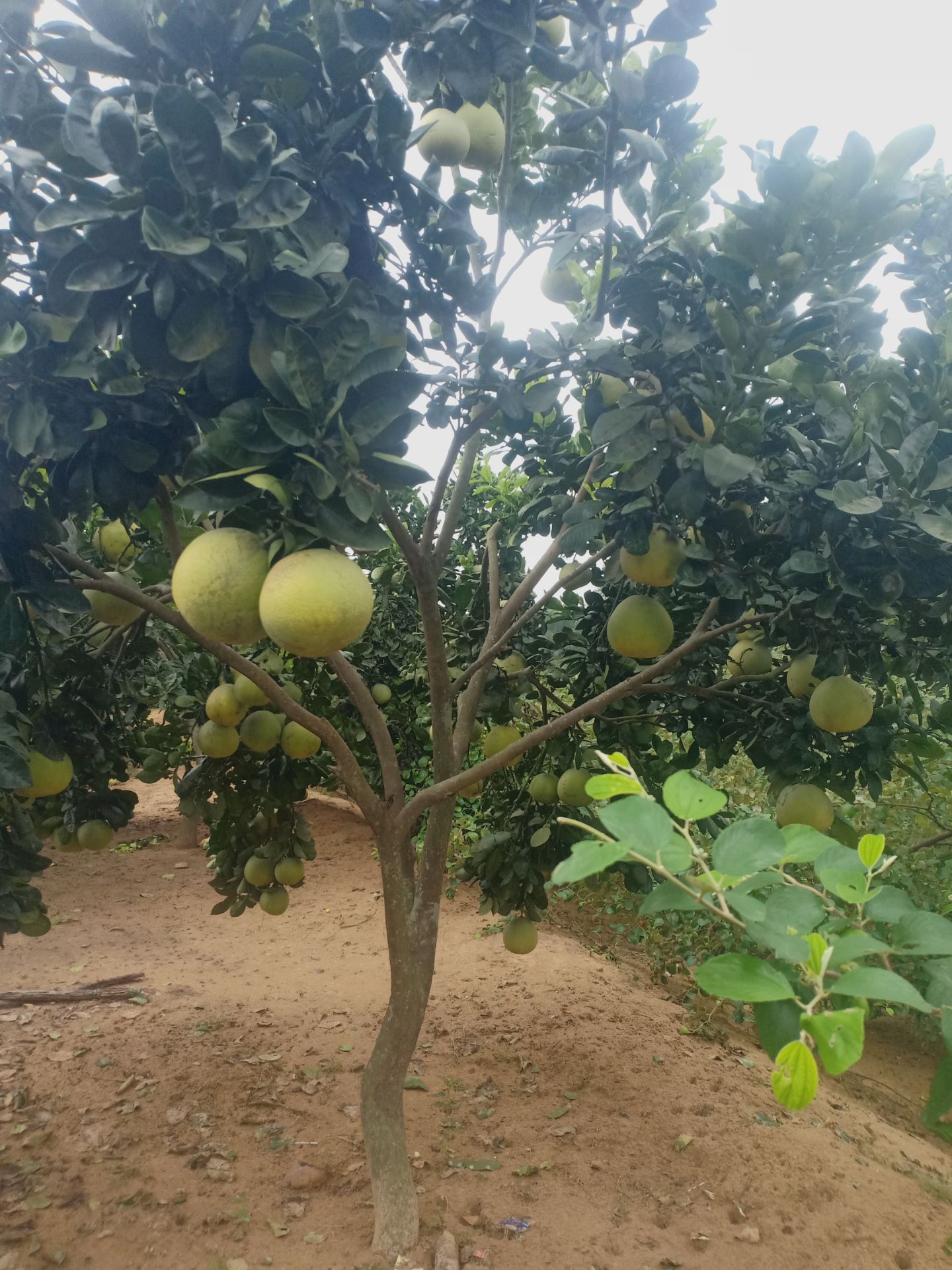 Giá 510k hai hộp ban ngày ban đêm, mới dùng 10 ngày nhưng thấy da cải thiện hẳn tự tin hơn, chỉ tiếc ko gặp e nó sớm hơn,sẽ ủng hộ dài dài