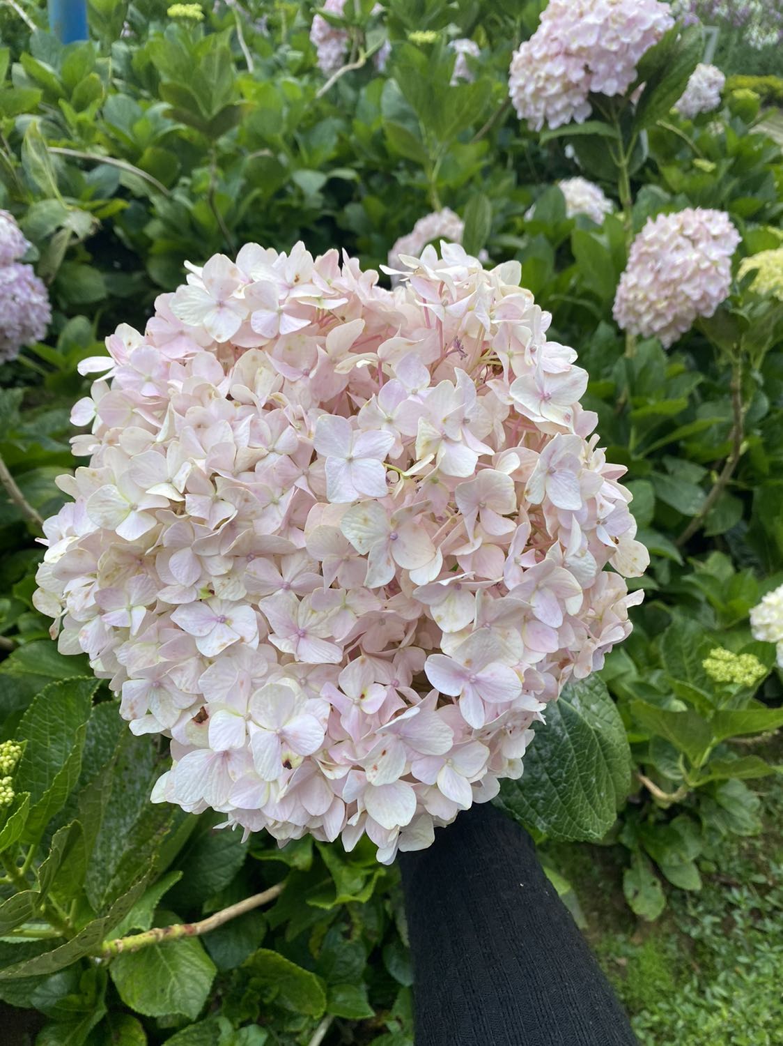 Hàng đẹp, chất lượng tốt, shop gói hàng cẩn thận, giao hàng nhanh. rất ưng ý Hàng đẹp, chất lượng tốt, shop gói hàng cẩn thận, giao hàng nhanh. rất ưng ý