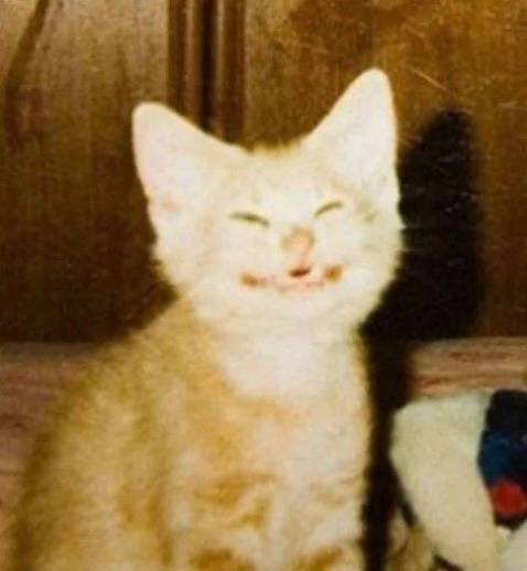 Tuyệt vời, đóng gói tốt, truyện bơ phệt ngon hết nước chấm