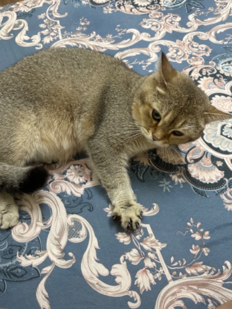 Tạ đẹp lắm ạ
Tiền nào của nấy ạ
Neen mua ạ
Dnsnnsns