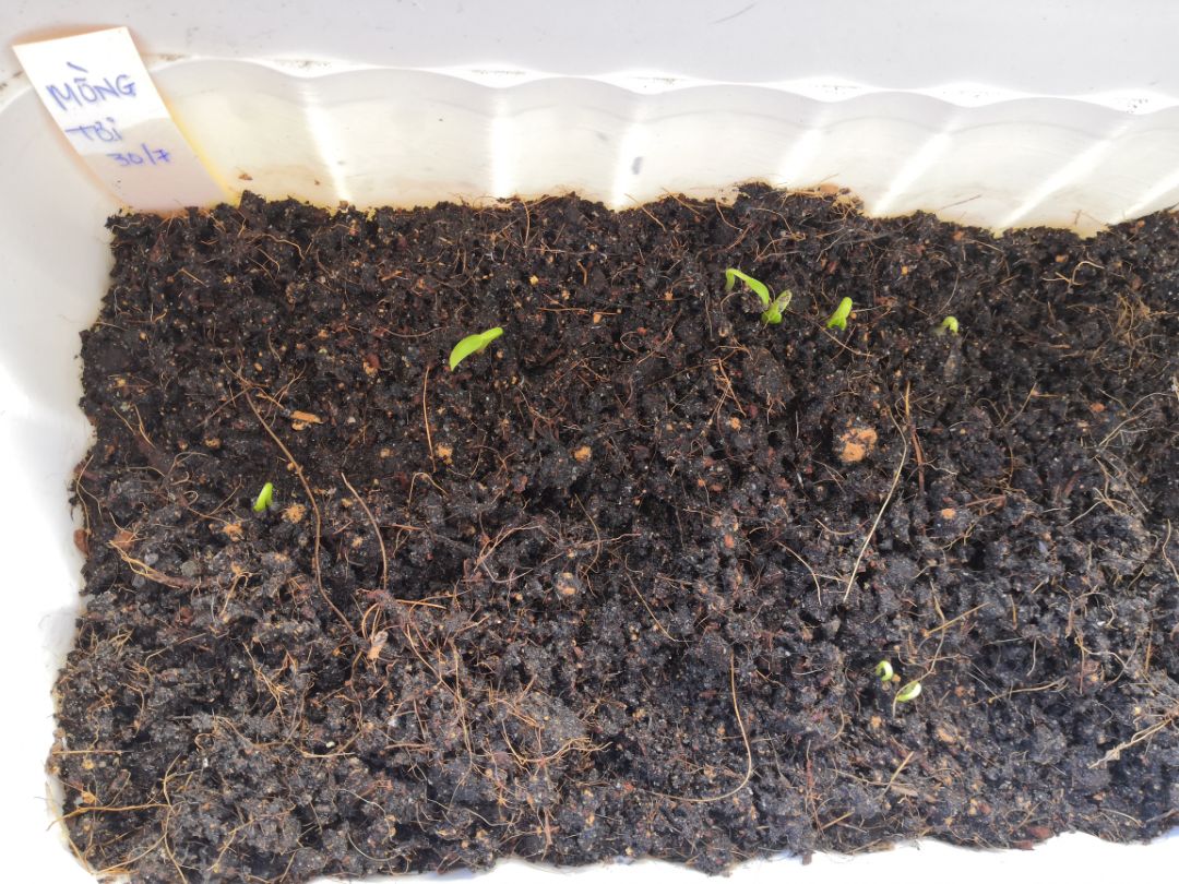 Mồng toi hạt to, 3 ngày mới nảy mầm, hơi chậm hơn các loại rau kia. Mình không ngâm gi hết, gieo trực tiếp luôn. Hôm nay là 5 ngày.