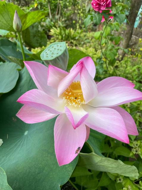 Săn được giá tốt, sữa hạt uống ngon và tốt cho sức khoẻ