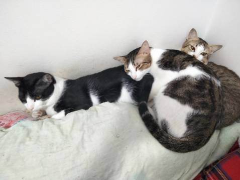 đầu tiên là phí ship rẻ hơn mí chổ khác. mua còn được tặng gói ăn thử cho tụi méo meo mèo.
Sẽ mua típ... đầu tiên là phí ship rẻ hơn mí chổ khác. mua còn được tặng gói ăn thử cho tụi méo meo mèo.
Sẽ mua típ...