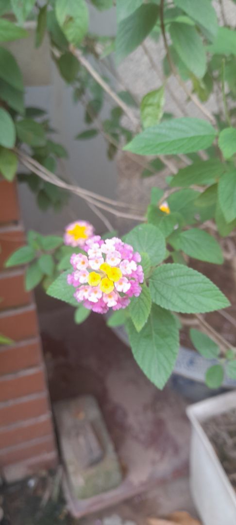 viên dễ uống và nhất là thấy vòng ngực tăng trong khi uống thuốc và giảm khi không uống c. Thật vi diệu.  Vận chuyển đóng gói kĩ