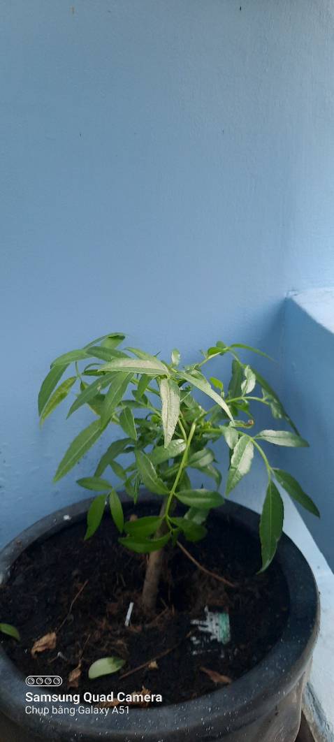 Cây hơi nhỏ, lá bị sâu, nhưng sau 1 thời gian chăm sóc đã ổn định