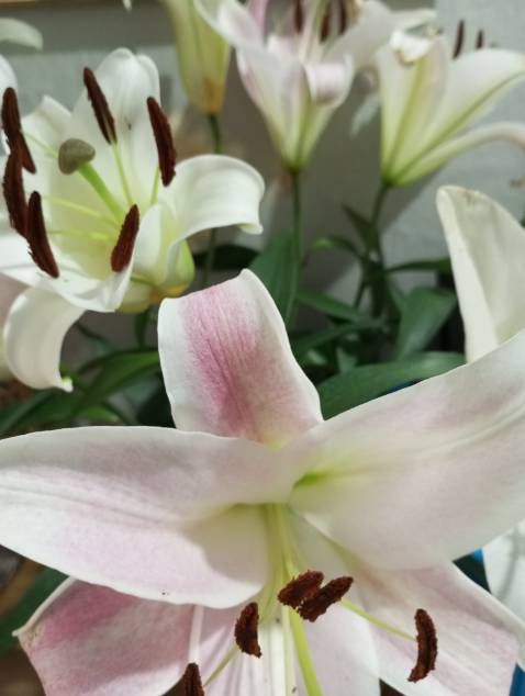 Rất tốt, có hướng dẫn khá chỉ tiết. Voice 5 sao