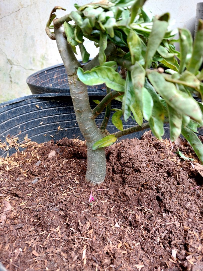 sản phẩm đúng yêu cầu, cây khỏe mạnh