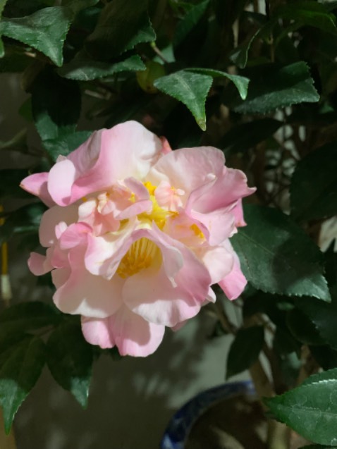 645k. Tạm ổn. Lần đầu-Sạc đầy dùng đc khoảng 2h. Còn khoảng 30% là sụt nhanh lắm phải cắm sạc vô luôn. Mình dùng khoảng 1tg nữa sẽ đánh giá lại cho mn biết.