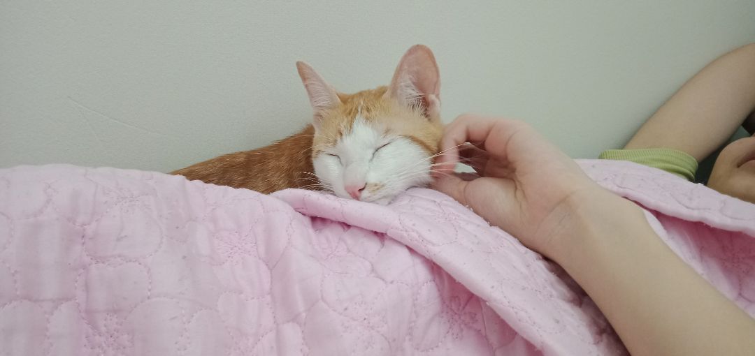 Bìa sách mỏng nhưng được cái sách nhẹ. Trước mình mua mấy cuốn ngoại văn bìa cũng mỏng như vậy. Nhiều người chê, nhưng mình thấy bìa mỏng lại dễ cầm để đọc hơn là bìa dày. 
Cuốn này mình mua vì trước có xem phim rồi nên giờ muốn đọc để hiểu sâu hơn.