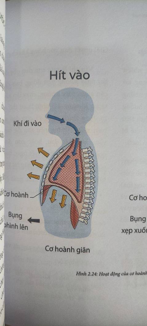 Sách chia sẻ những kỹ thuật đơn giản và hiệu quả cho người bắt đầu tập chạy bộ. Cách viết dễ hiểu và hài hước.