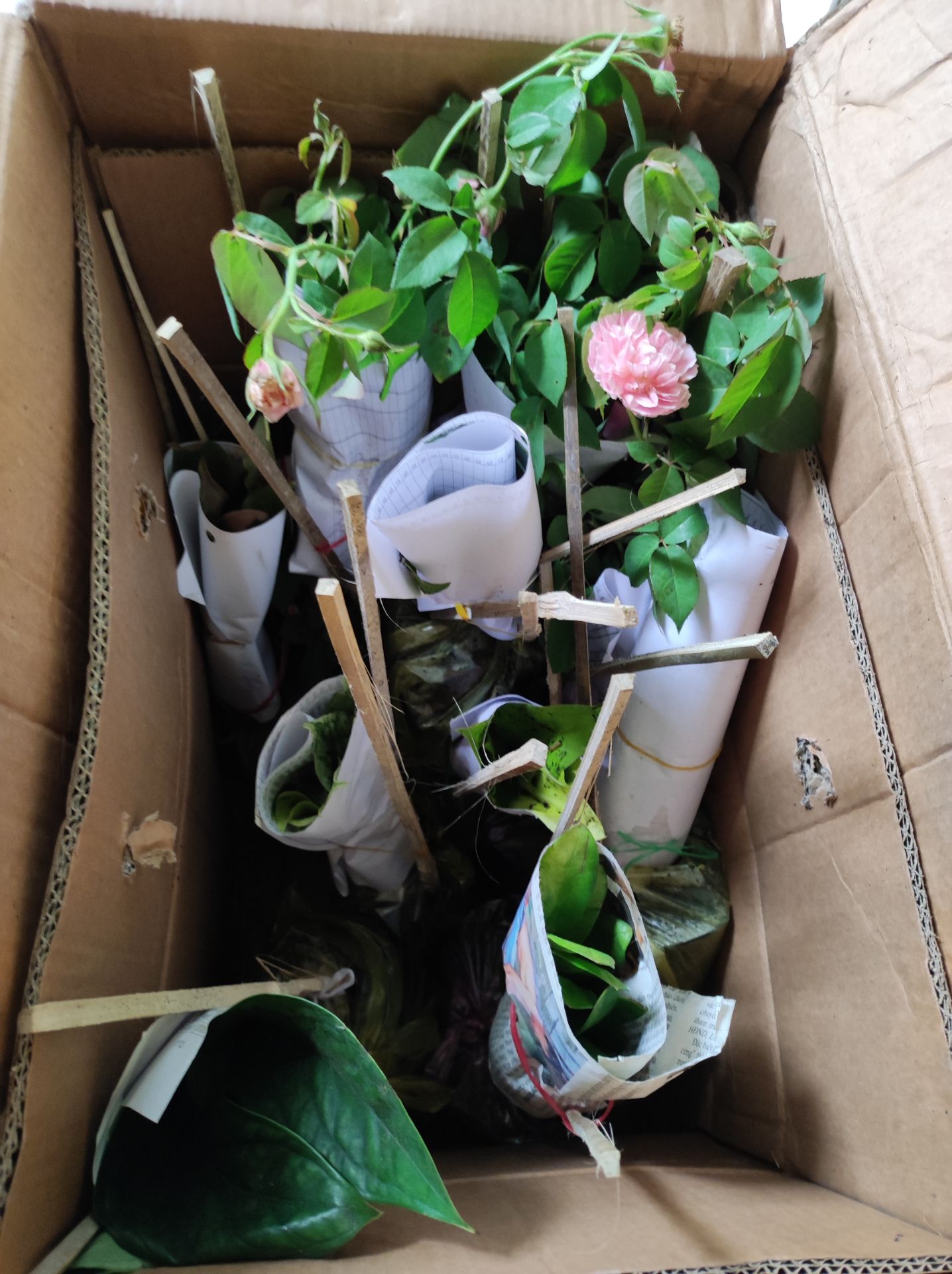 màu lá đẹp lắm, nh cây nhỏ thôi, ko đc như ảnh