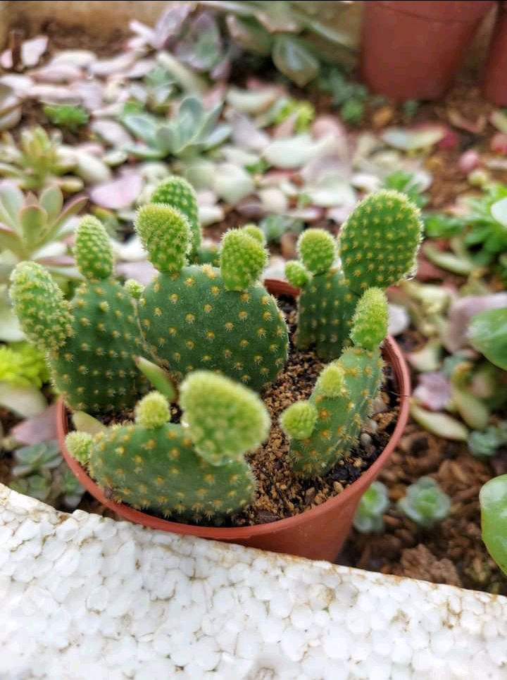 sản phẩm chất lượng tốt ạ