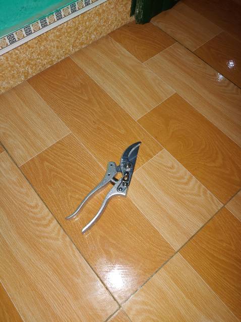 Kéo cắt tỉa cây rất sắc bén, bấm cũng cành rất nhẹ