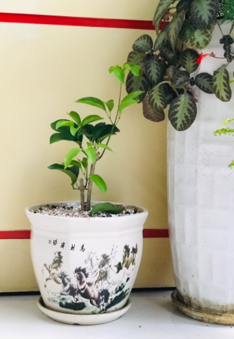 Cây đẹp, tươi tốt, đóng gói chac chắn. Cảm ơn shop