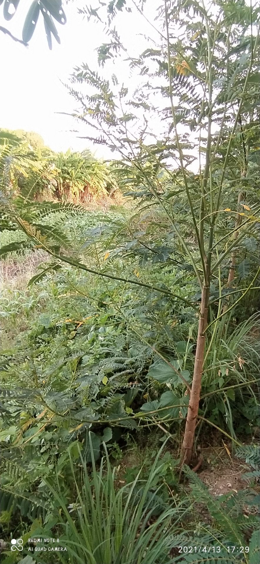 hinh anh chi mang tinh chat lay xu vi quen chup anh
giay ok gia re