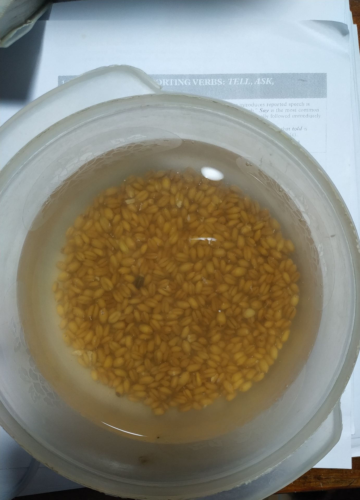 Mình vừa mua 5 gói xong. thấy nhiều mầm mà, có thấy ít mầm như các bạn nói đâu.Nhưng ngâm nước được 24h rồi vẫn chưa thấy có j chuyển biến.