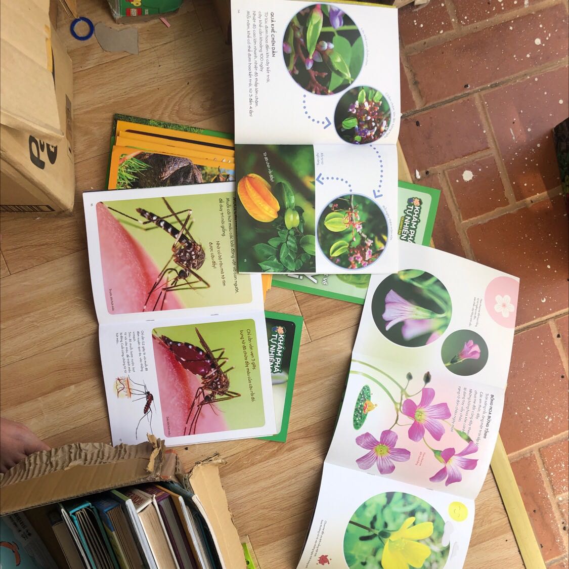 Mình thích bộ sách này vì nó có những chủ đề thân thuộc với người Việt mà những bộ sách khác không có: Cây khế, con muỗi, cây chua me đất,…
Rất hợp cho trẻ nhỏ từ 4-5 tuổi do có hình minh hoạ to rõ nét cho từng chủ đề trong sách. Ngoài ra còn có truyện kể liên quan đến từng chủ đề trong mỗi quyển sách! Rất đáng tiền!