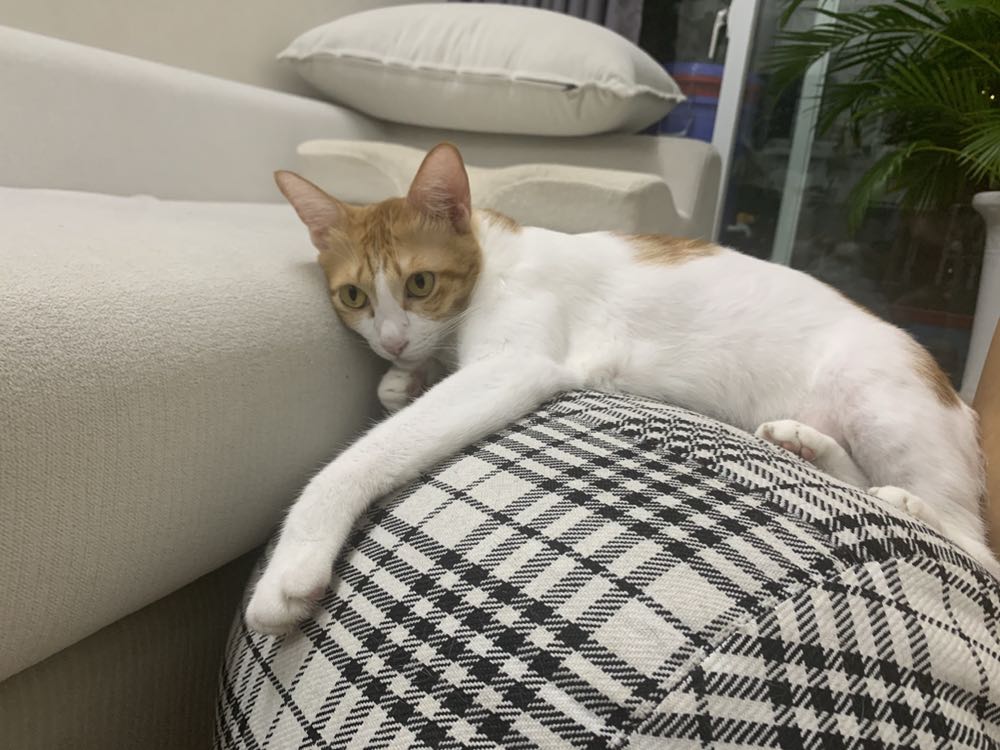 Hộp bị móp, mèo không vui Hộp bị móp, mèo không vui