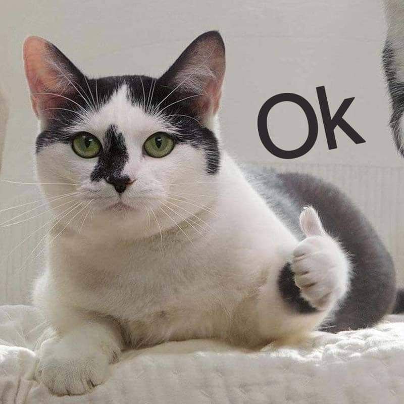 Sách của Thầy mình đã mua sử dụng từ năm lớp 10 rồi, trong sách auto giải chi tiết, bài tập mỗi chương đều rất đa dạng và nhiều, mình đã tìm hiểu rất kĩ từ các đầu sách tham khảo môn hóa trên thị trường( kể cả của PGS.TS.Cao Cự Giác) nhưng theo mình chỉ cần duy nhất một cuốn này thôi  là đủ đỗ đại học ở môn hóa rồi( với điều kiện phải học thật kĩ kiến thức từ 10-11-12).
 2k6 cùng đỗ đại học nào