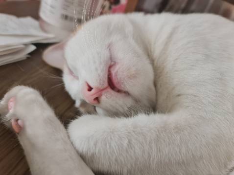 Gối rất êm, giao hàng nhanh kinh khủng, nằm rất sướng nha Gối rất êm, giao hàng nhanh kinh khủng, nằm rất sướng nha