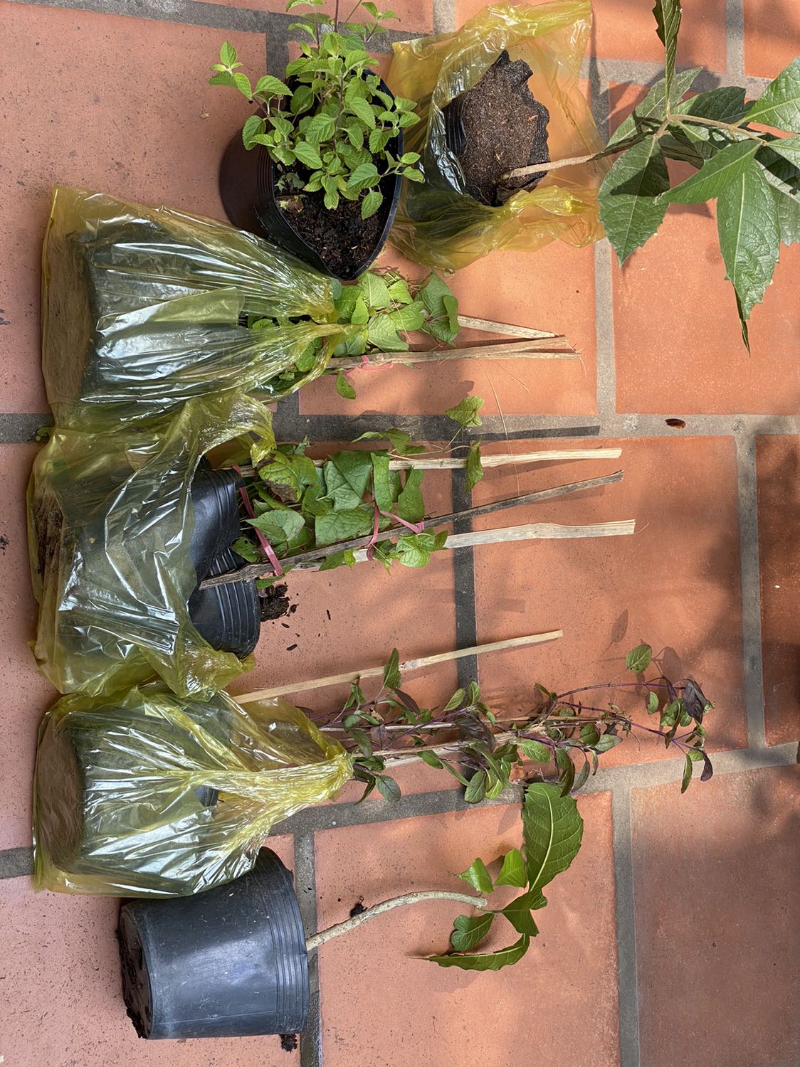 Mình mua cây giống về chăm từ từ để tiết kiệm thay vì mua cây đã lớn. Gồm: tigon, trâm ổi tím, mai thái xanh, hương nhu. Đóng gói tốt. Giao hàng tốt. Hài lòng. Xin cảm ơn!