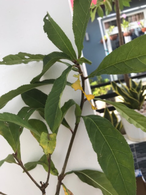 Cây nhỏ, lá vàng, không giống như hình, quá thất vọng