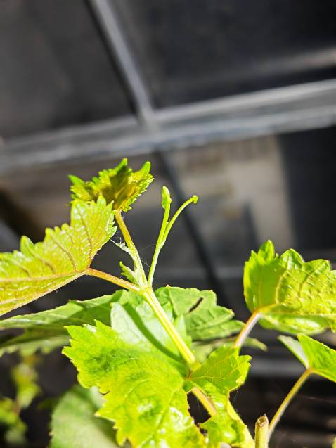 Tuyệt vời! Rất xứng đáng. Không thể tìm được đèn pin nào ngon như vậy.