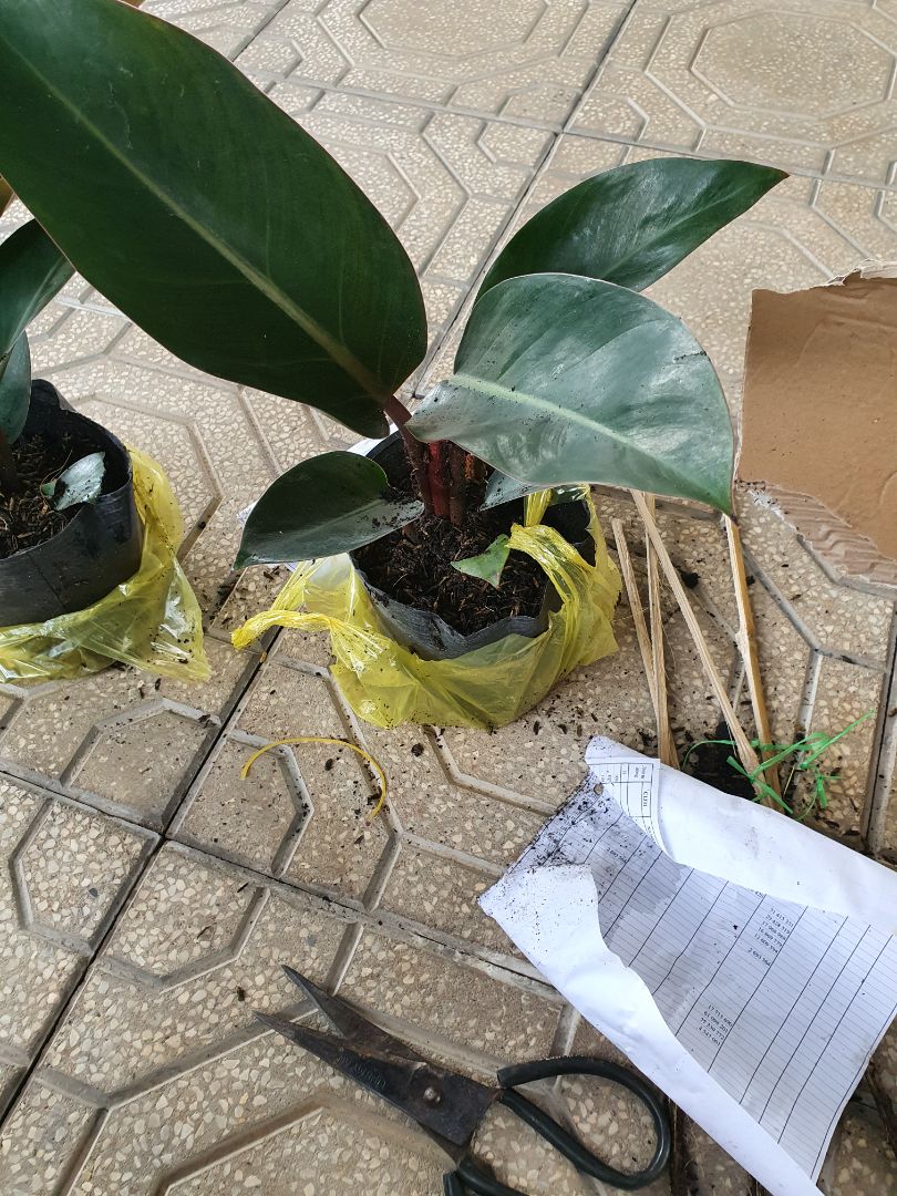 hàng đẹp như quảng cáo nha ,goi hàng kỹ