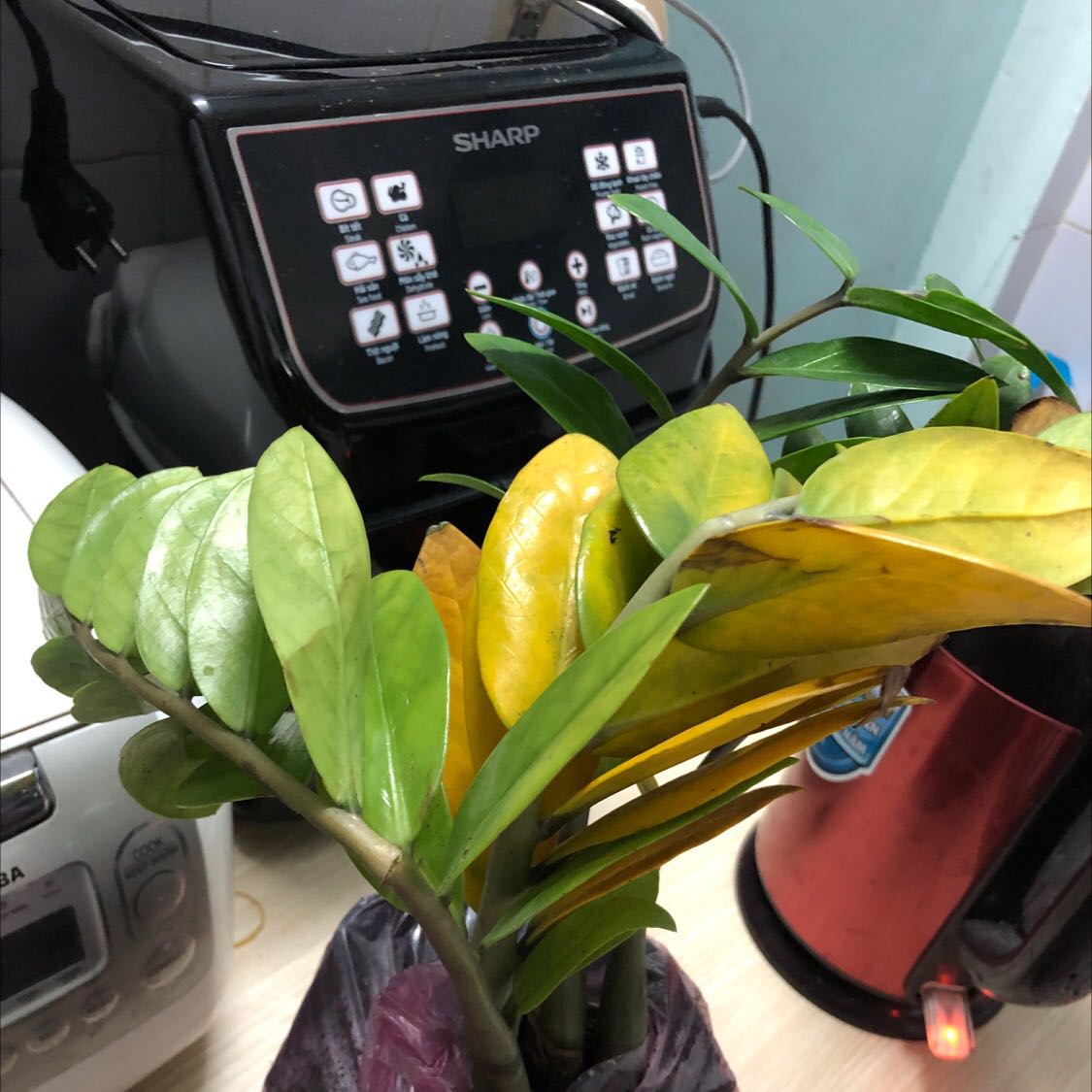 Lá úa vàng , các cây đều gãy cành hết