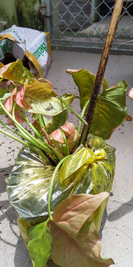 Giao hàng nhanh nhưng shop cần cẩn thận hơn trong khâu đóng gói, hoặc ít nhất cũng nên dán nhãn cảnh báo trên thùng hàng để shipper vận chuyển nhẹ nhàng hơn. Cây nhận được bị gãy và dập lá nhiều, nhìn khá chán.