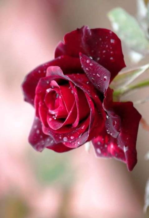 Sp dịu kg kích ứng , an toàn cho da mẹ bầu