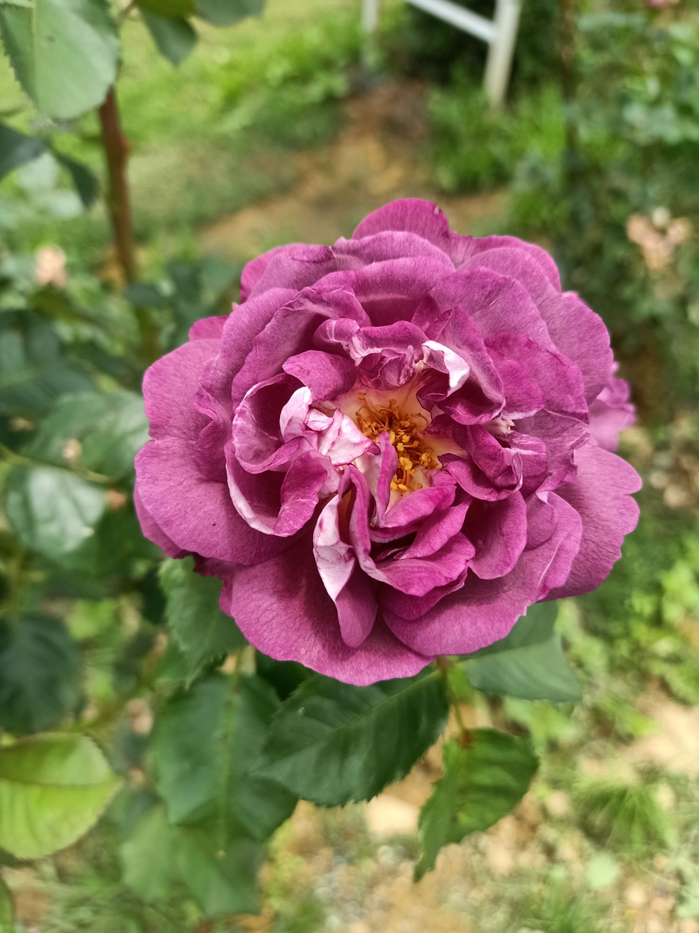 vòng rẻ, đẹp, giao hàng đúng thời hạn