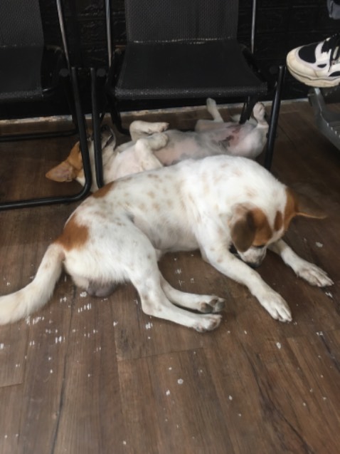 A lô a đến bê với vận tốc của ô tô đi từ a đến bê với vận động viên sủi bọt biển tinh nghịch tập chi tinh đồ chơi cho vui vẻ nha a di đà a di banh chi zi ak