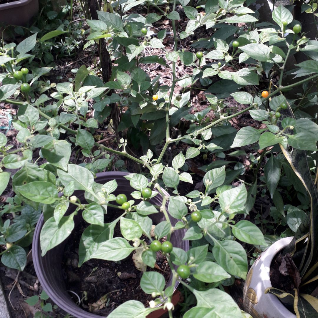 Sản phẩm trước mắt thấy ok, đầy đủ tem bảo hành, giao hàng nhanh chóng, đẹp mắt