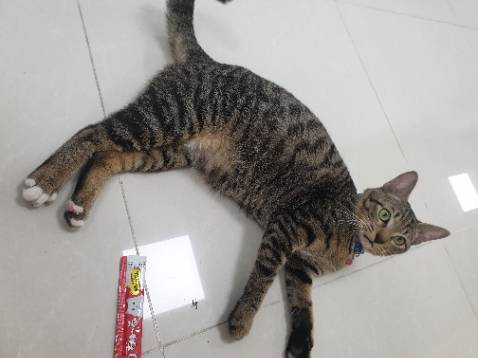 mèo rất thích, sản phẩm giá tốt hơn ngoài. cám ơn shop