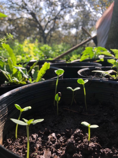 Hạt nảy mầm 50% nha mọi ng ơi