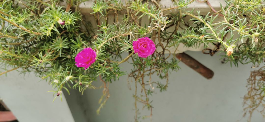 Đã nhận hàng nhưng Chưa nấu ăn