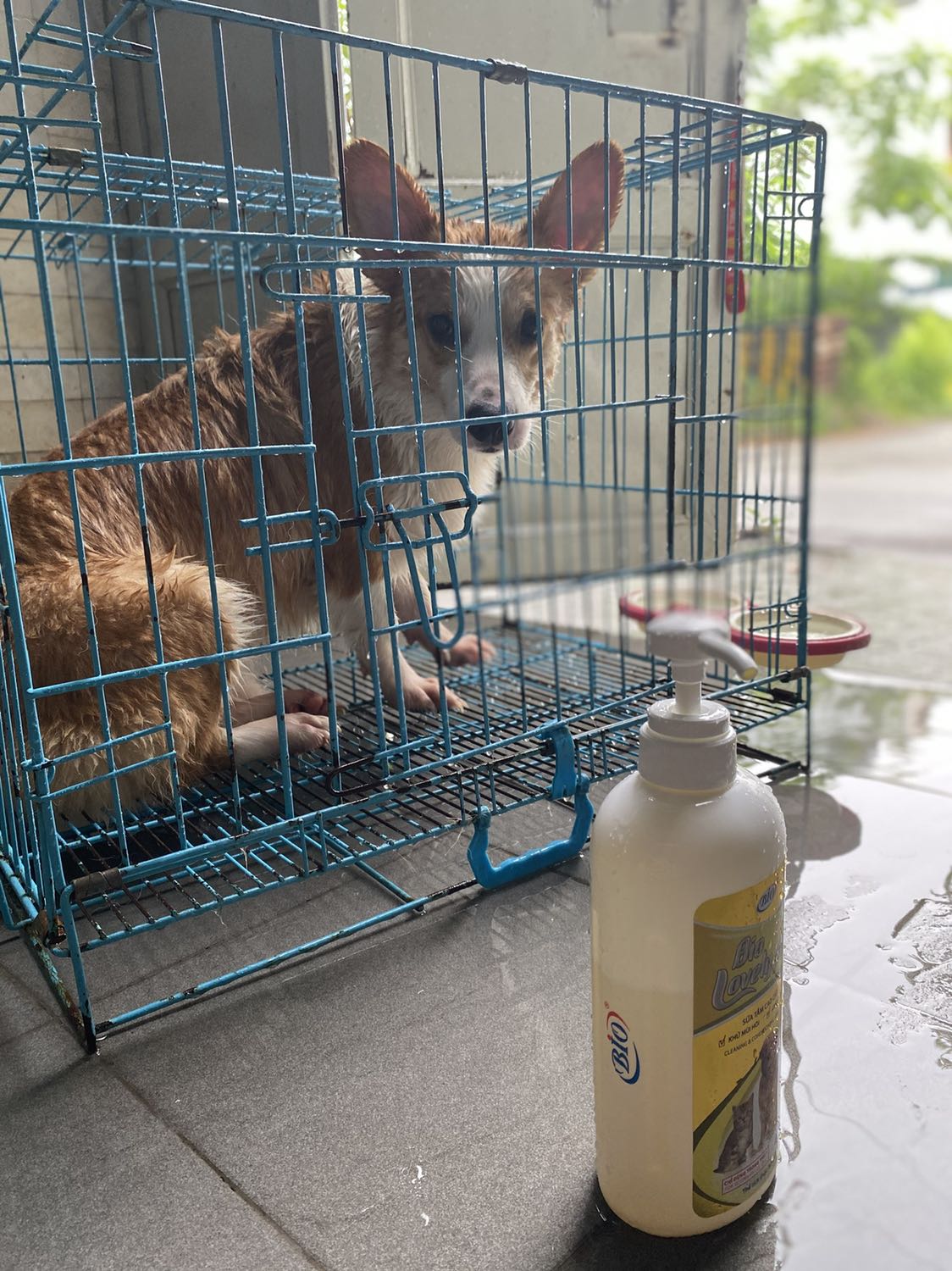 Sữa tắm chỉ hơn nửa chai tí thôi như trong ảnh vì vừa nhận hàng là mình lôi pet ra thí nghiệm ngay. Lúc tắm thì mùi cũng thơm đc hôm đó và hôm sau . Sang hôm thứ3 là đâu lại vào đấy. Theo cảm nhận của mình là sẽ ko mua lại . Và hơi thất vọng vì thấy review tốt quá nhưng trải nghiệm lại ko hề .