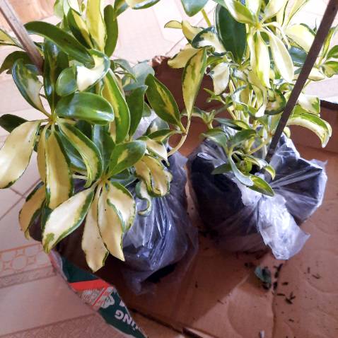 Đã nhận hàng. Shop giao hàng cực nhanh. Cây tươi  như hình . Cảm ơn shop.