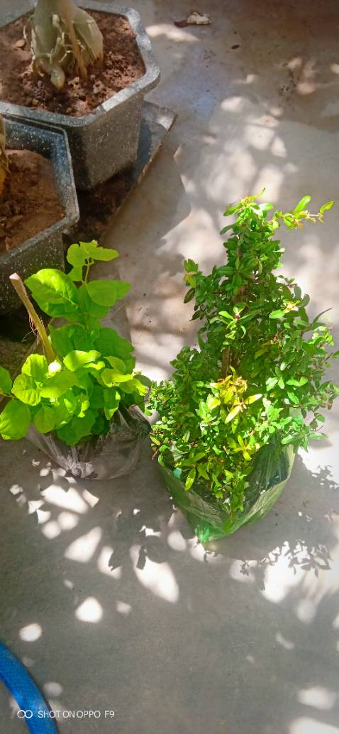 Giao hàng nhanh nhưng cây gởi đi Không giống với cây trong hình qc cây lài trà nhỏ bằng một nửa của cây đợt trước, cây lựu cũng nhỏ không có hoa trái hơi buồn 😴 mua của shop nhiều lần nhưng lần này hết tin shop nữa