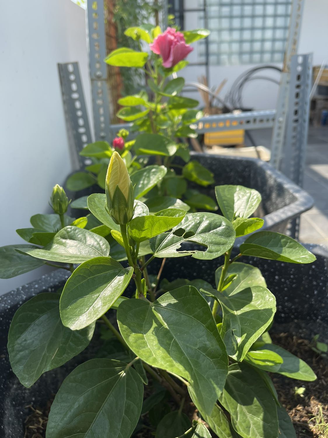 Còn tươi mới, giao nhanh, không bị bể bầu đất, cây nhiều nụ