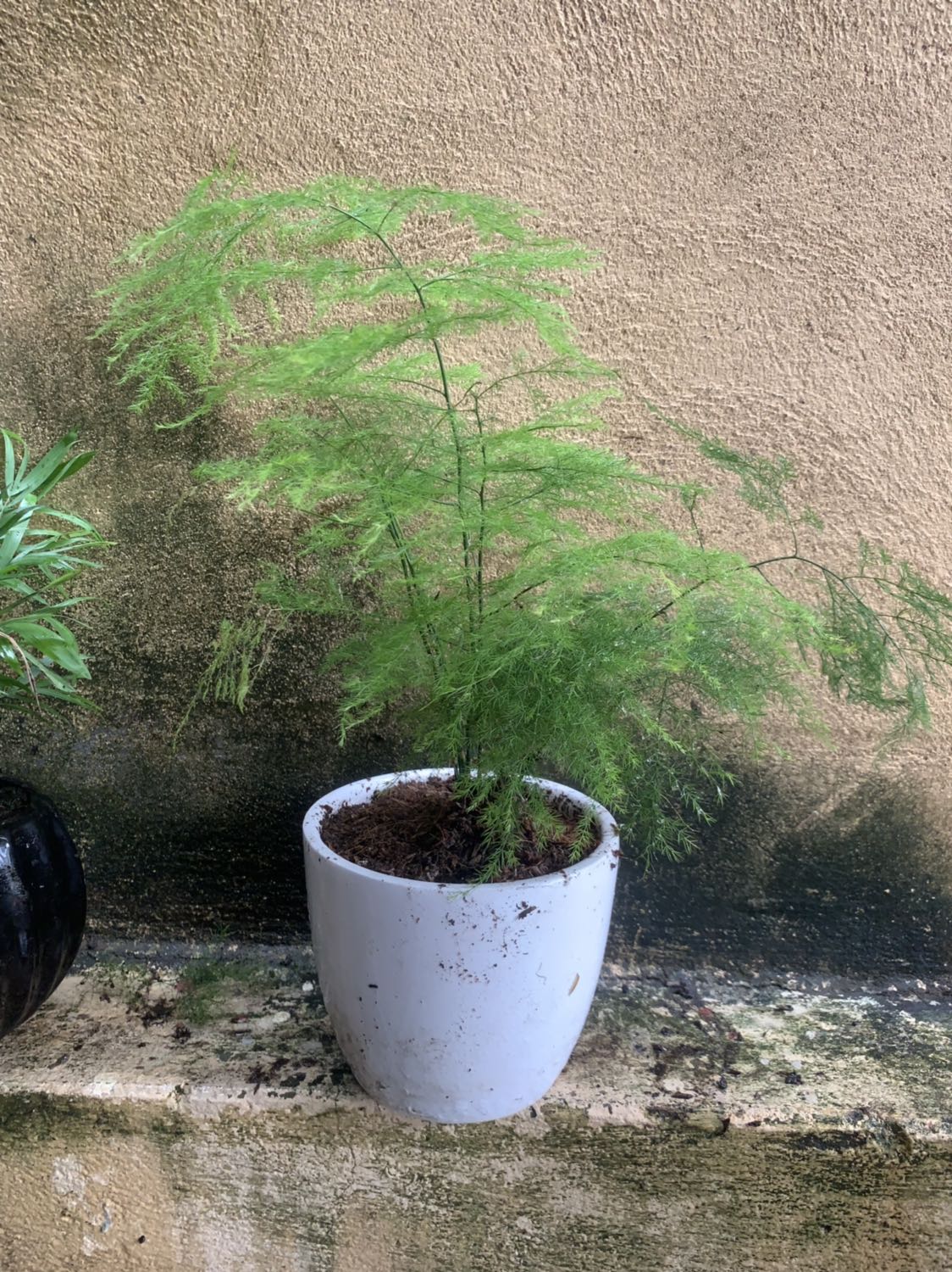 Giao hang nhanh cây tốt sẽ ung hộ shop