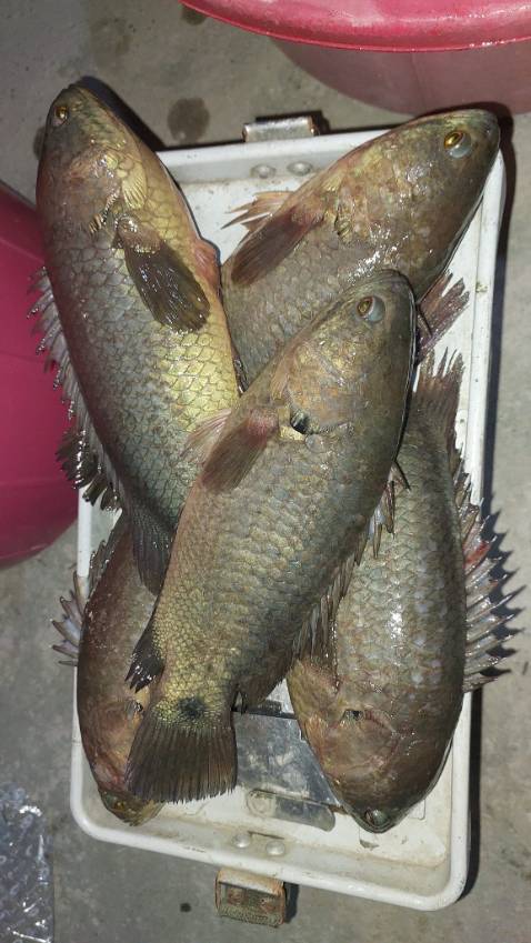 Shop giao hàng nhanh , ổn , hợp giá tiền