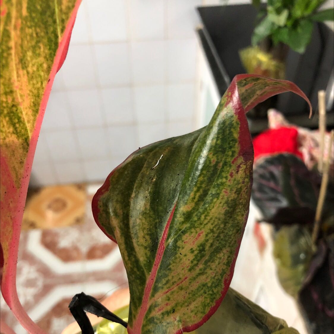 Cây yếu ớt và bị dập lá. Thật thất vọng