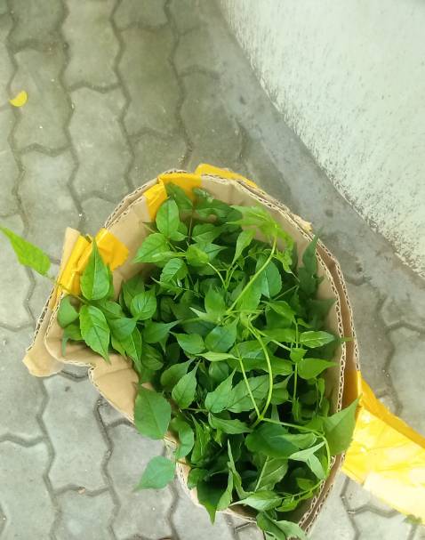 ok cây tươi xanh,đóng gói cẩn thận uy tín là trên hết cho 5 sao luôn